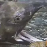 Blox from gumroad