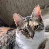 TigerCat from patreon