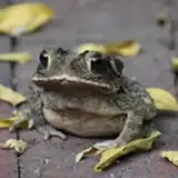 Ass Toad from patreon
