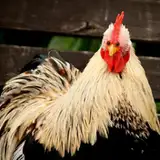 chikkenman from patreon