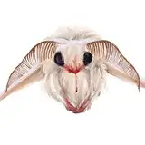SilkMoth from fanbox