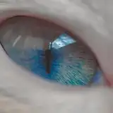 TheRandomBlueCat from patreon