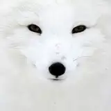 Arctic fox from patreon