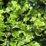 ftrees from patreon